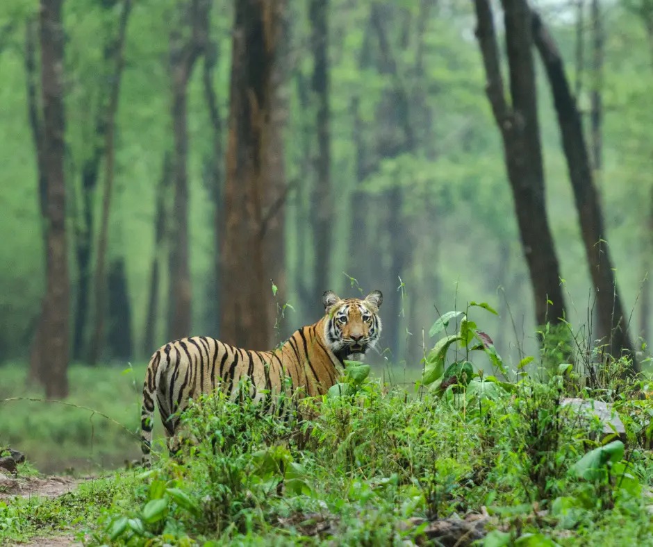 Royal Bengal Tiger in Tadoba Forest - Krishna Farms
